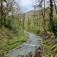 ОРЕХОВКА :: Tata Wolf