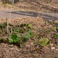 Листья Бадана :: Светлана Грызлова