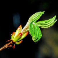 Апрель. :: Владимир