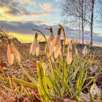 подснежники на закате 2 :: Galina подснежники на закате 2 :: Galina