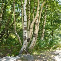 Дружные берёзки! :: Надежда Дружные берёзки! :: Надежда