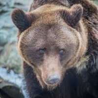 ВАЛЯ :: Аркадий Лаптенко ВАЛЯ :: Аркадий Лаптенко