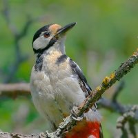 самочка... :: Andrey Bragin самочка... :: Andrey Bragin