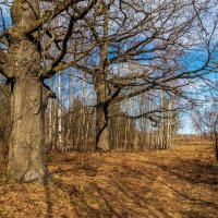 Теплый апрель 6. :: Андрей Дворников Теплый апрель 6. :: Андрей Дворников
