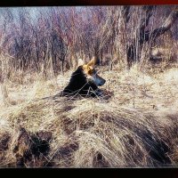 Собачий сфинкс :: Игорь Солдаткин