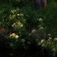 зеркальце :: Александр Лебедев