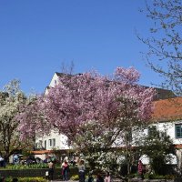 Любимый дворик в цвету сакуры и магнолии...... :: Галина 