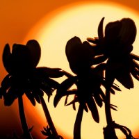 Мир цветов -1 :: irina Schwarzer 