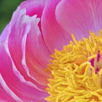 Мир цветов -4 :: irina Schwarzer Мир цветов -4 :: irina Schwarzer