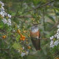 колибри :: Svetlana Galvez колибри :: Svetlana Galvez