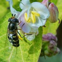 из серии " Макро мир вокруг нас..." :: Николай Саржанов из серии " Макро мир вокруг нас..." :: Николай Саржанов