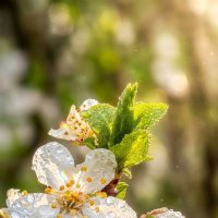 Доброе утро :: Валерий Ткаченко
