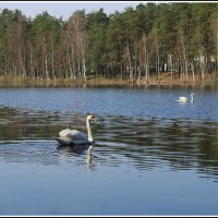 Перезимовали :: Aleksandr Gal