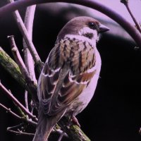 Воробей :: Людмила Смородинская