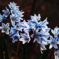 Пушкиния цветёт :: Людмила Смородинская