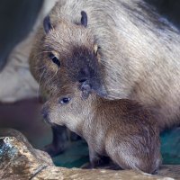 капибары :: Михаил Бибичков