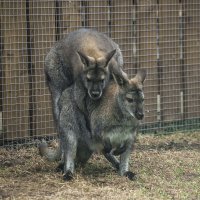 НЮ - Любовь ЗЛА :: Владимир Максимов НЮ - Любовь ЗЛА :: Владимир Максимов