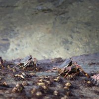 Жизнь после отлива :: Галина Ильясова