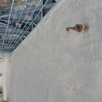 Утка гуляет :: Максим Егоров