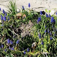 Мускари :: Рита Симонова