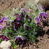 Прострел :: Рита Симонова