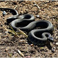 Весенний лес. Уж обыкновенный. :: Валерия Комова Весенний лес. Уж обыкновенный. :: Валерия Комова