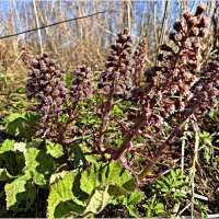 Весенний лес. Белокопытник. :: Валерия Комова Весенний лес. Белокопытник. :: Валерия Комова