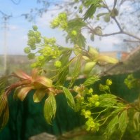 Весеннее :: Елена Семигина