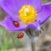 Пассивный и активный :: Наталья Димова
