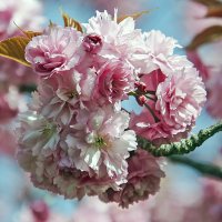 Сакуры колобок :: Андроник Александр 