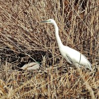 весенние зарисовки :: ИННА ПОРОХОВА