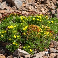 Букетик :: Виктор Фоменко