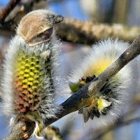 ... :: Михаил Свиденцов ... :: Михаил Свиденцов