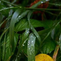 Осенью. :: Константин Белоногов