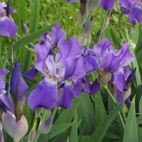 Ирисы :: Freddy 97