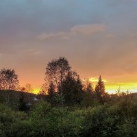 Берёзки на закате :: Владимир Кириченко