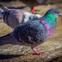 А вы не подскажите, где у вас здесь столовая? :: Борис Яковлев