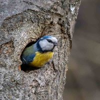"На крылечке". :: Николай Ловец "На крылечке". :: Николай Ловец