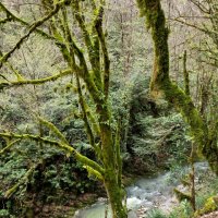 ОРЕХОВКА :: Tata Wolf