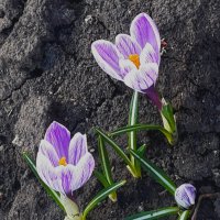 Апрель :: Венера Чуйкова