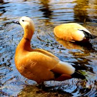 Гордый огарь и голодная ограриха :: Александр Чеботарь Гордый огарь и голодная ограриха :: Александр Чеботарь