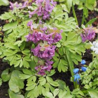 Хохлатка цветет :: Мария К.