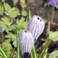 Крокусы в капельках дождя :: Мария К.