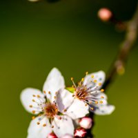 floarea :: Serghei Bucico