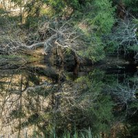 Болото :: Владимир Колесников