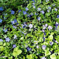 Голубоглазый апрель :: Нина Бутко Голубоглазый апрель :: Нина Бутко