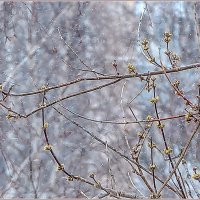 Апрельская метель... :: Aquarius - Сергей