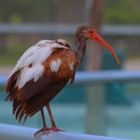 Зоопарк Майями :: Таня Фиалка Зоопарк Майями :: Таня Фиалка