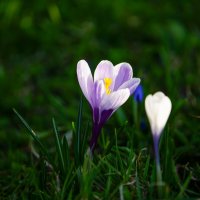 Из тени к свету :: Иван Литвинов