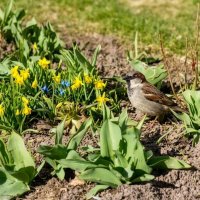 Весенний уголок :: Veera V Весенний уголок :: Veera V